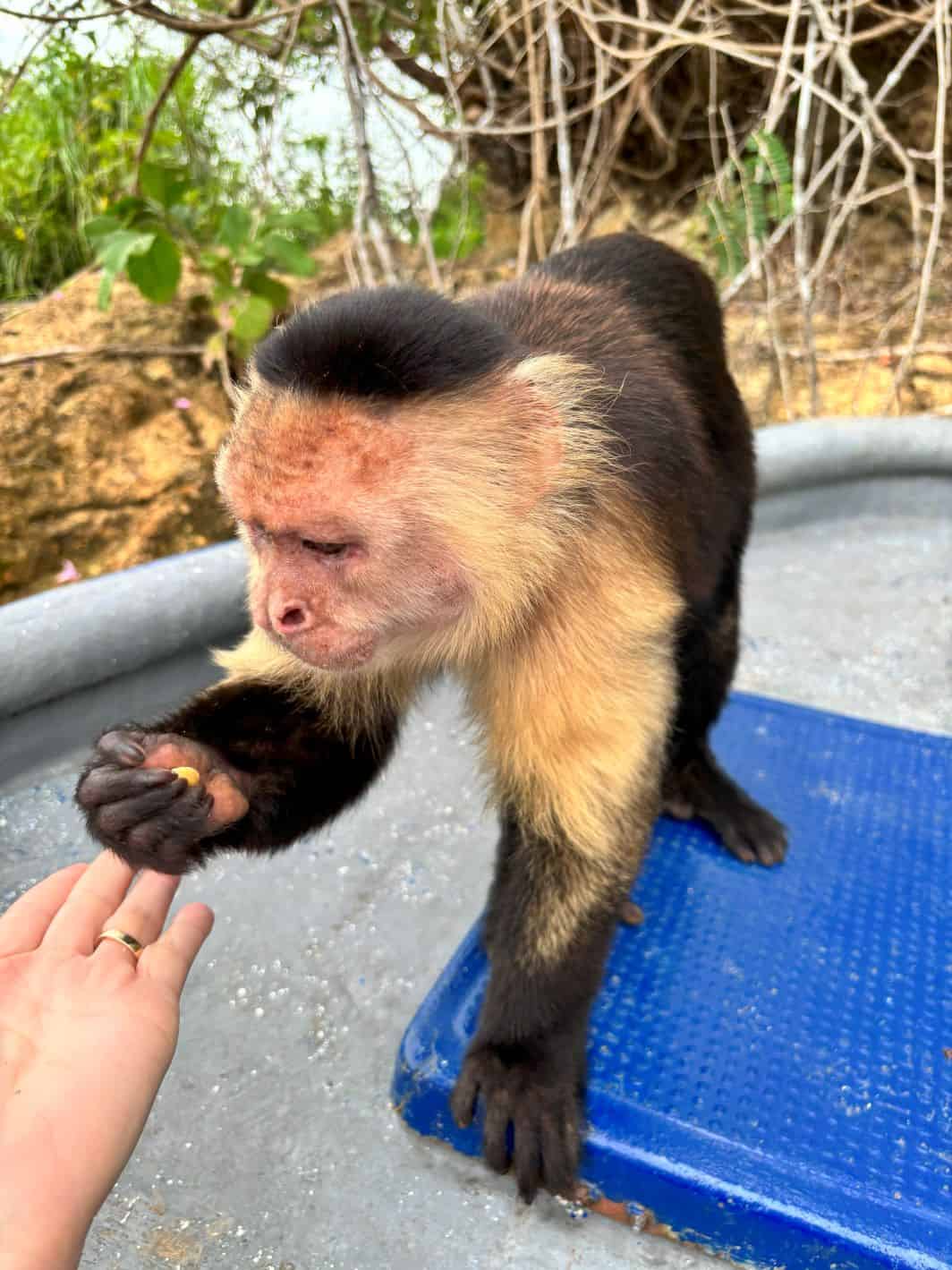 Monkey coming in to check us out on our tour.