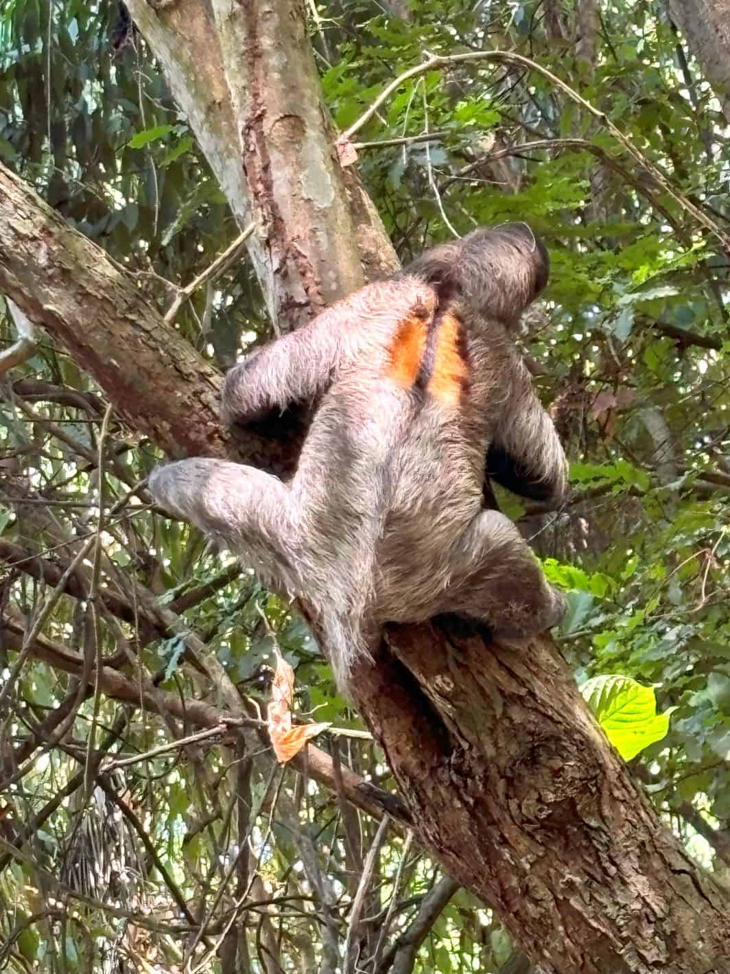 While hiking, we came across this sloth making his/her slow way along a tree.