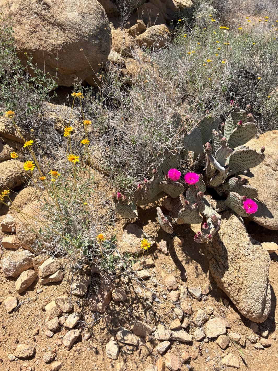 The vibrant colors of the blooming plants along our hike. 