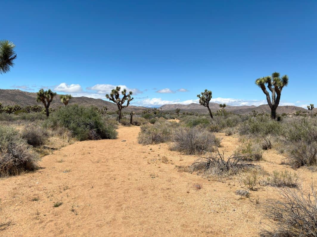 A smattering of Joshua Trees with the fun limbs. 