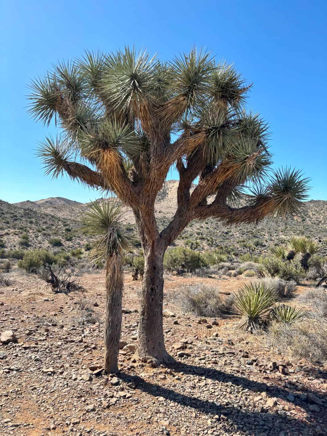 Older and younger Joshua Tree side by side. 