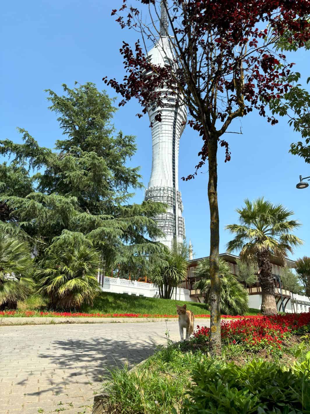 Amazed by the Çamlıca Tower and the cat that was coming to say hello.