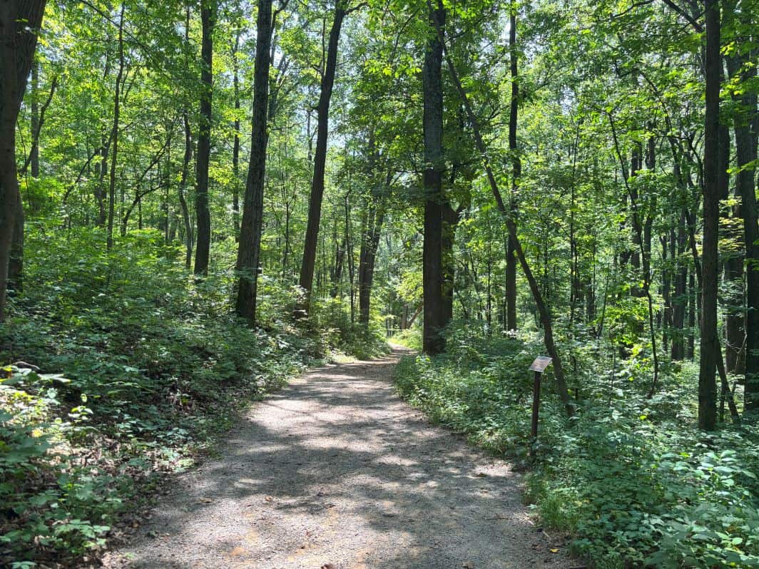 Forest canopy