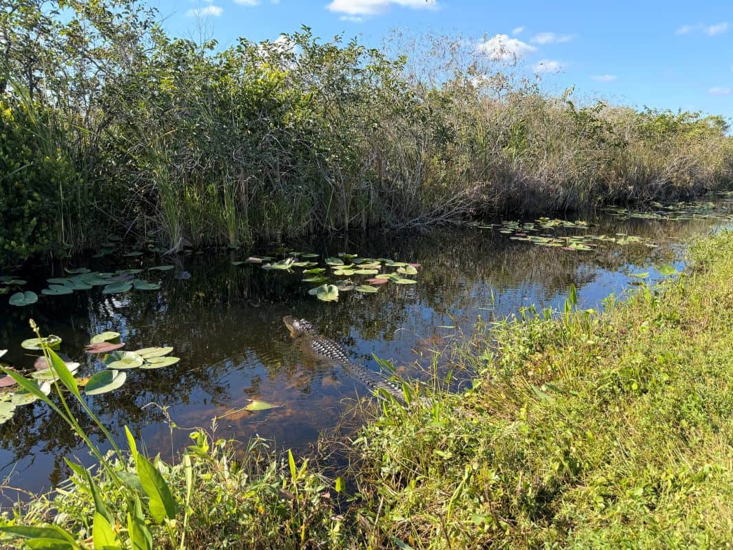 Alligator enjoying the day. 