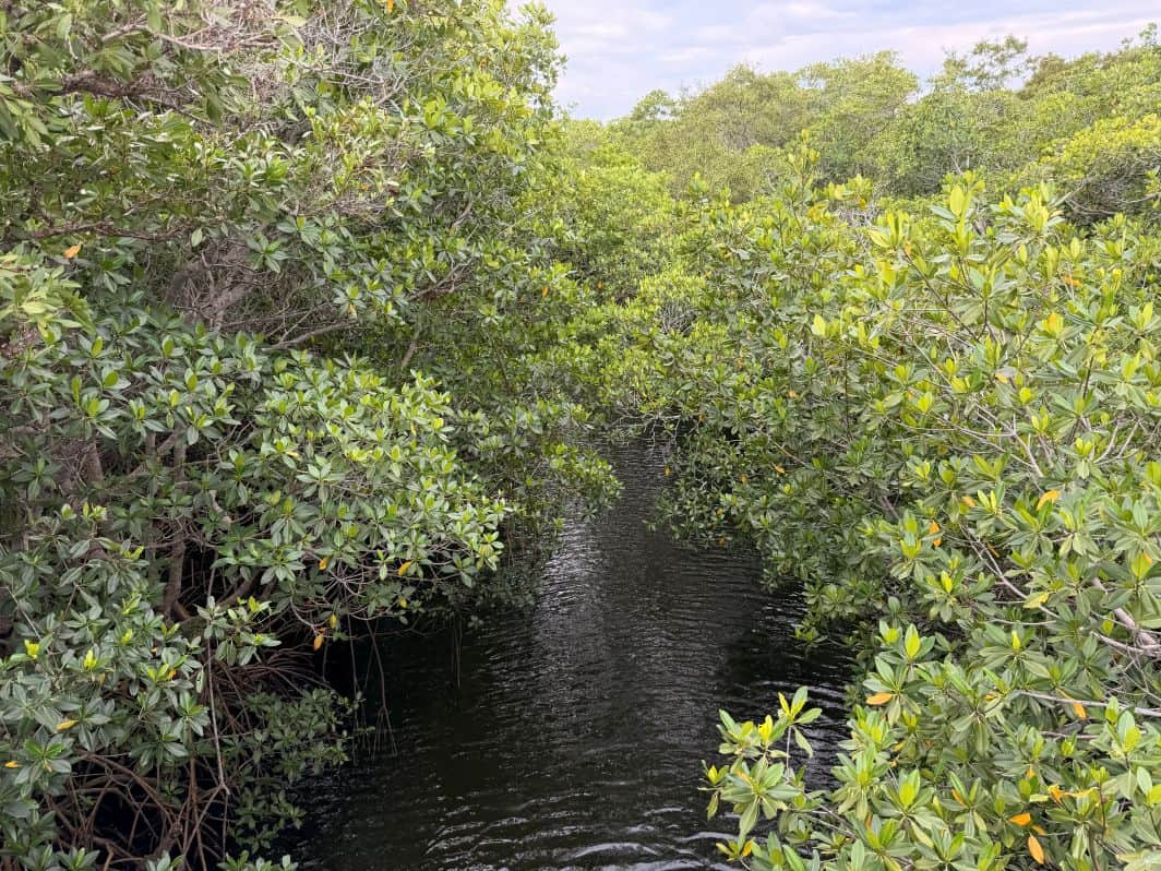 Mangroves