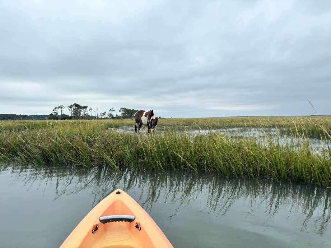 Kayaking with the wild horses