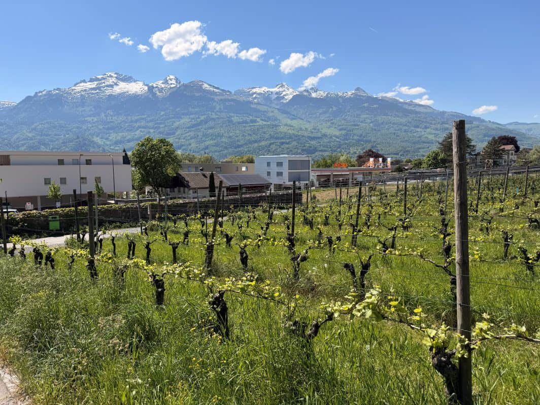 Vineyard in Vaduz